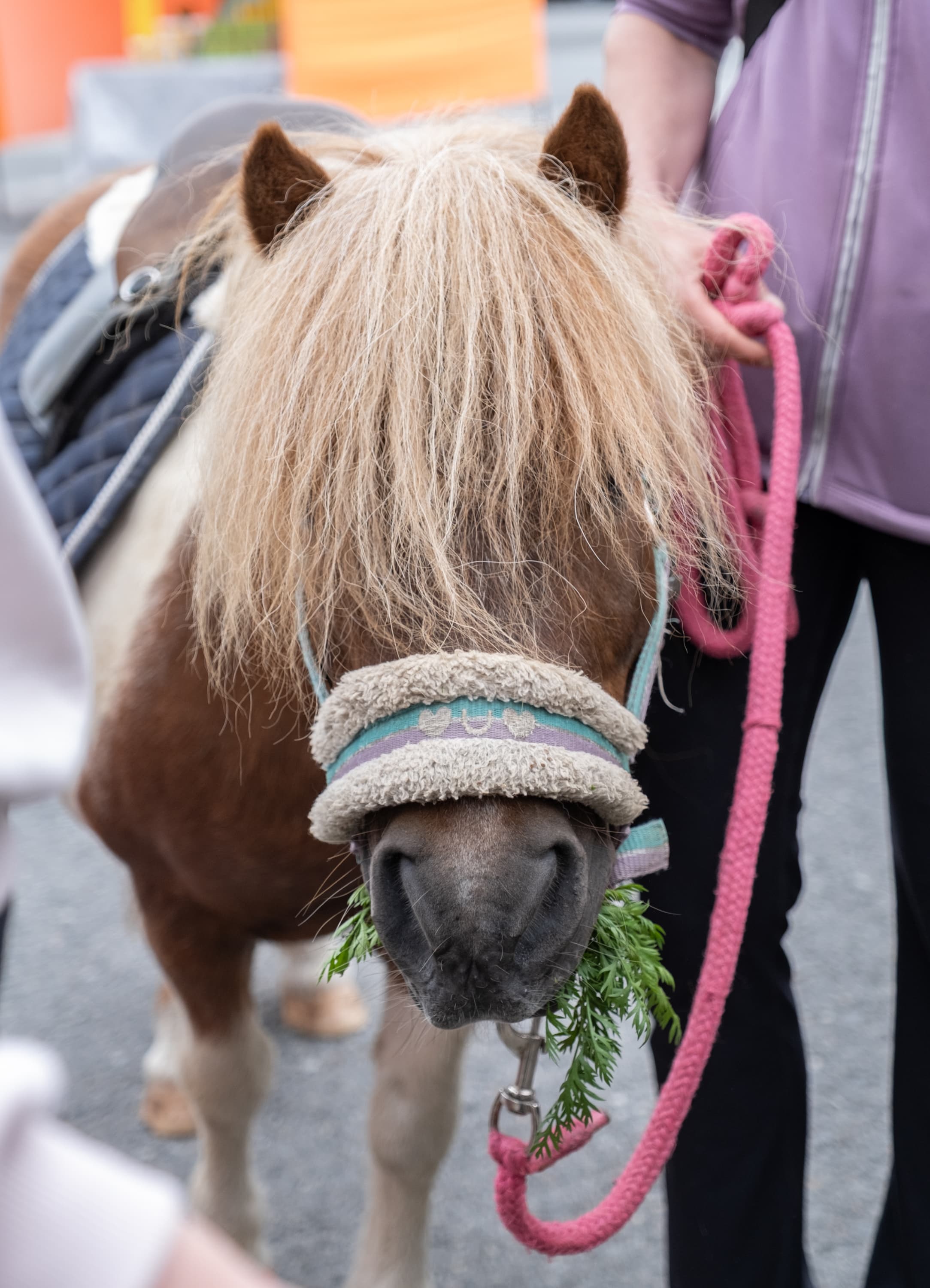 Poni